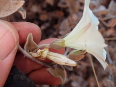 Calystegia malacophylla