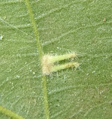 Caryomyia inclinata