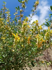 Acmispon dendroideus