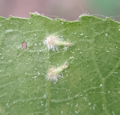 Caryomyia inclinata
