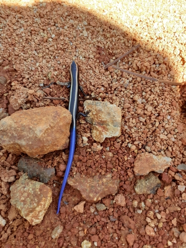 Guerreran Skink, Plestiodon ochoterenae