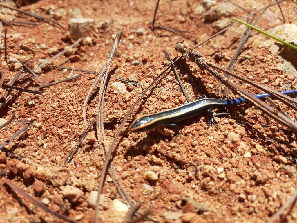 Guerreran Skink