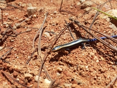 Plestiodon ochoterenae