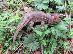 Sceloporus aeneus