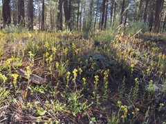 Castilleja lasiorhyncha