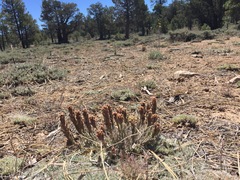 Castilleja cinerea