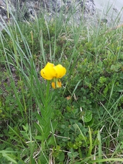 Lilium albanicum