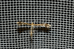 Dejongia lobidactylus