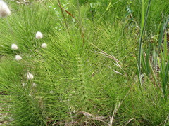 Equisetum telmateia telmateia