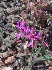 Clarkia concinna concinna