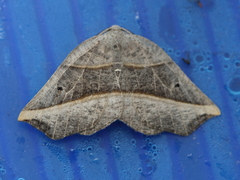 Metanema determinata