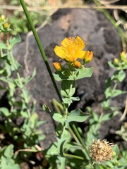 Hypericum scouleri