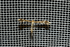 Dejongia lobidactylus