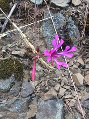 Clarkia concinna concinna