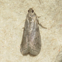 Sciota subcaesiella