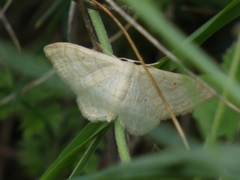 Idaea deversaria