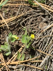 Erythranthe floribunda