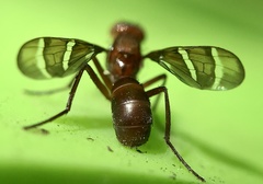 Cephaliini