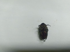 Cetonia