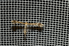 Dejongia lobidactylus