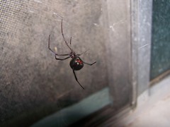 Latrodectus mactans