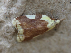 Cenopis niveana
