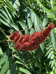 Rhus typhina
