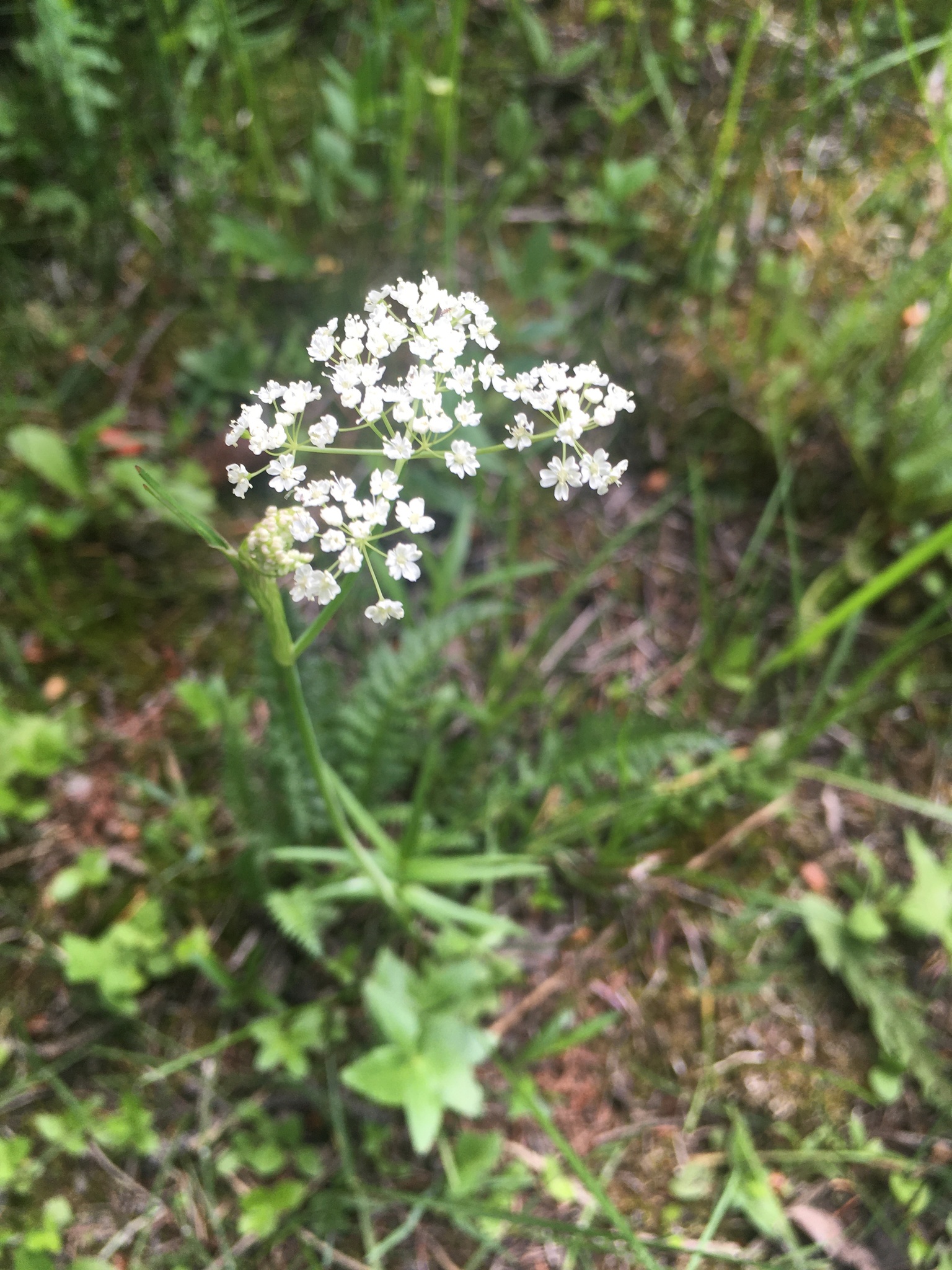 Oxypolis fendleri