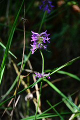 Betonica officinalis