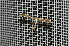 Dejongia lobidactylus