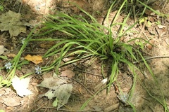 Sisyrinchium montanum