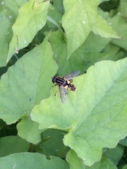 Helophilus pendulus