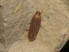 Depressaria daucella