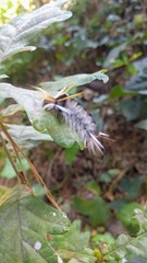 Halysidota ruscheweyhi