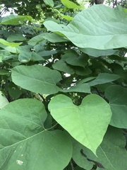 Aristolochia macrophylla