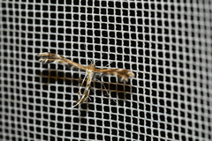 Dejongia lobidactylus