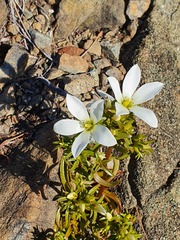 Gentianella stellata