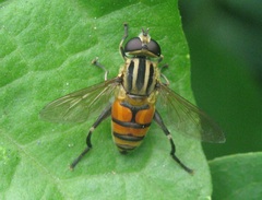 Mesembrius bengalensis