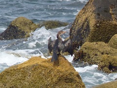 Microcarbo africanus