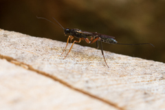 Xoridinae