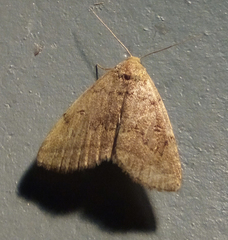 Zanclognatha protumnusalis