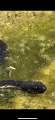 Thamnophis validus celaeno