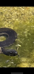 Thamnophis validus celaeno