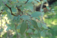 Olearia fragrantissima