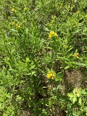 Hypericum densiflorum
