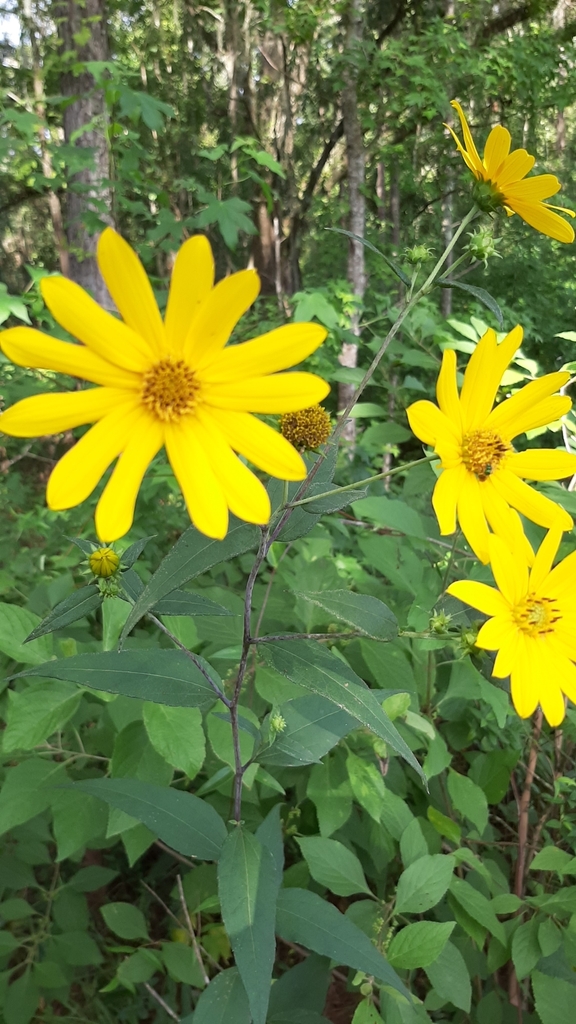 sunflowers from Tallahassee, FL 32317, USA on July 12, 2020 at 0946 AM