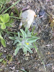 Mimetanthe pilosa