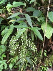 Epidendrum piliferum