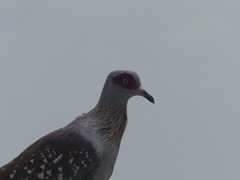 Columba guinea