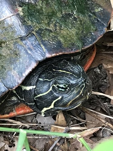 Northern Red-bellied Cooter